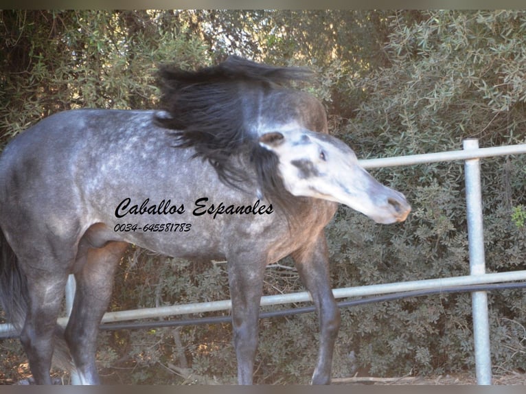 PRE Étalon 6 Ans 162 cm Gris pommelé in Vejer de la Frontera