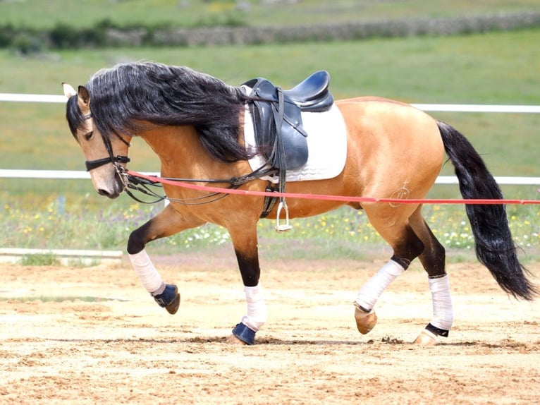 PRE Croisé Étalon 6 Ans 162 cm Isabelle in Navas Del Madroño