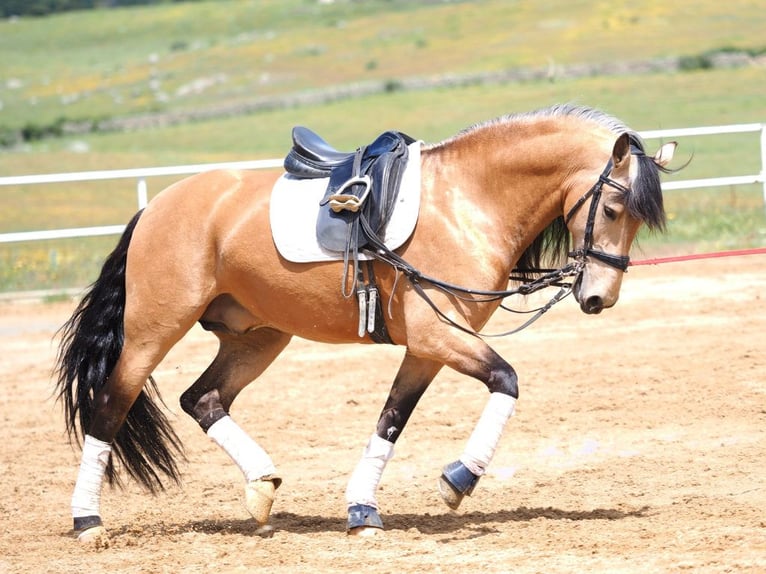 PRE Croisé Étalon 6 Ans 162 cm Isabelle in Navas Del Madroño