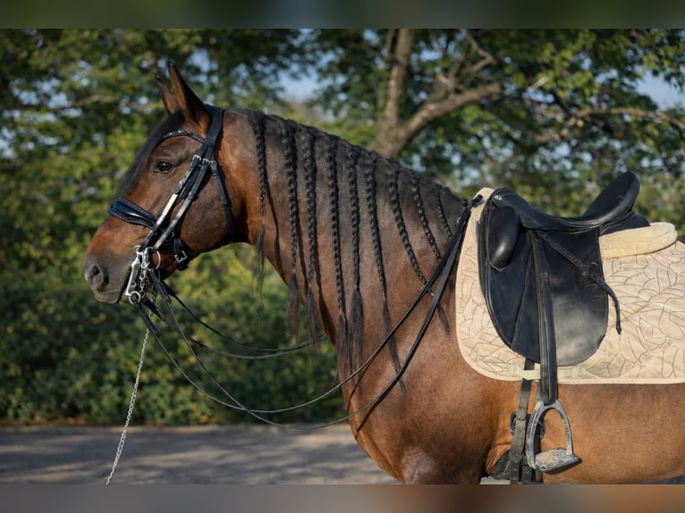 PRE Croisé Étalon 6 Ans 163 cm Bai brun in Camarma De Esteruelas