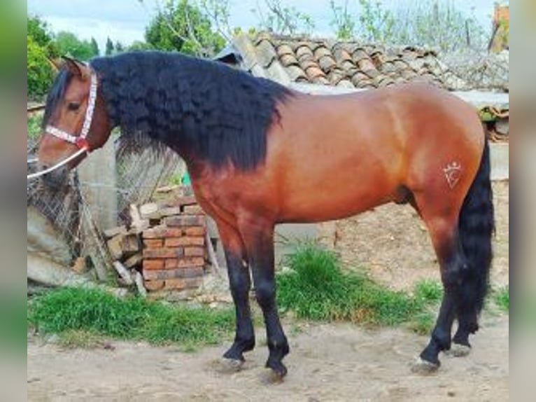PRE Croisé Étalon 6 Ans 163 cm Bai cerise in Caceres