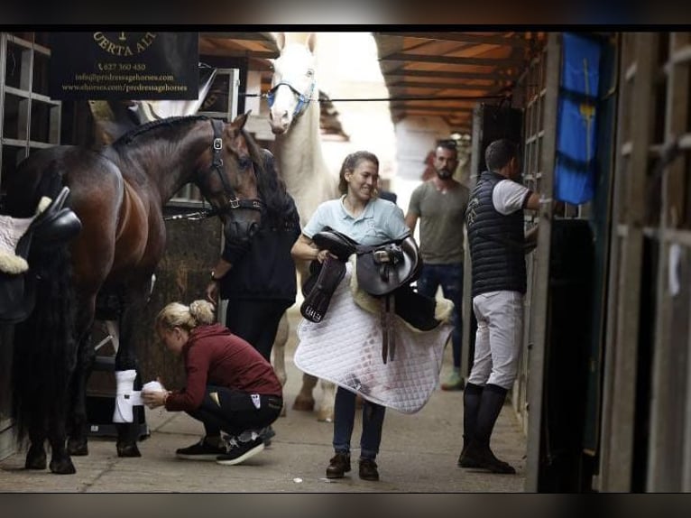 PRE Étalon 6 Ans 163 cm Bai in Jerez