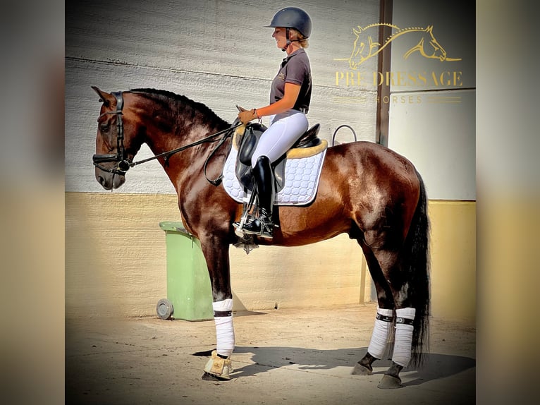 PRE Étalon 6 Ans 163 cm Bai in Jerez