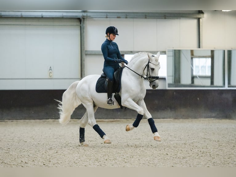 PRE Croisé Étalon 6 Ans 163 cm Blanc in Vinkeveen