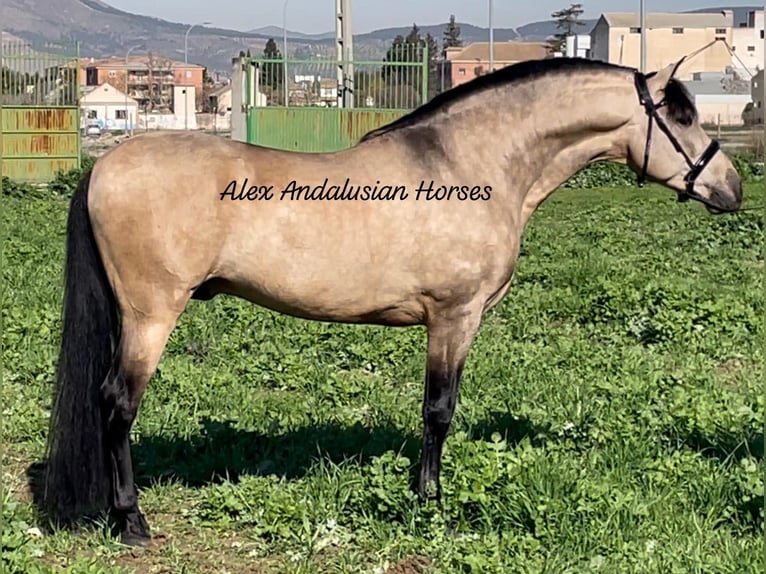 PRE Croisé Étalon 6 Ans 163 cm Buckskin in Sevilla