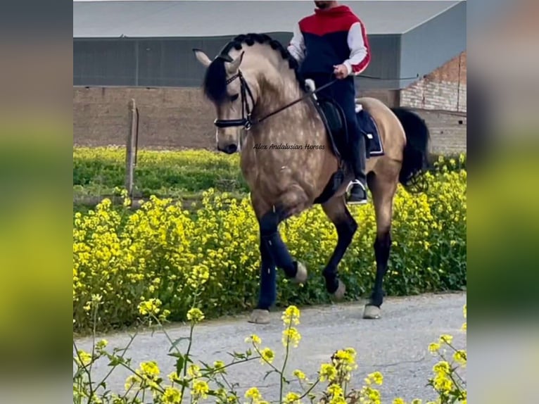 PRE Croisé Étalon 6 Ans 163 cm Buckskin in Sevilla