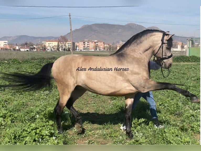 PRE Croisé Étalon 6 Ans 163 cm Buckskin in Sevilla