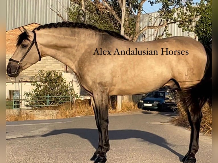 PRE Croisé Étalon 6 Ans 163 cm Buckskin in Sevilla