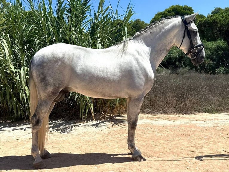 PRE Croisé Étalon 6 Ans 163 cm Gris in Navas Del Madroño