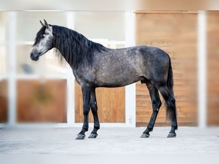 PRE Étalon 6 Ans 163 cm Gris in Roßdorf