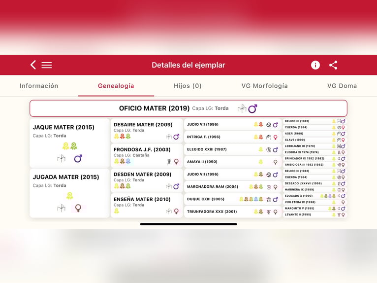 PRE Croisé Étalon 6 Ans 163 cm Gris moucheté in Puig, Del (Playa)