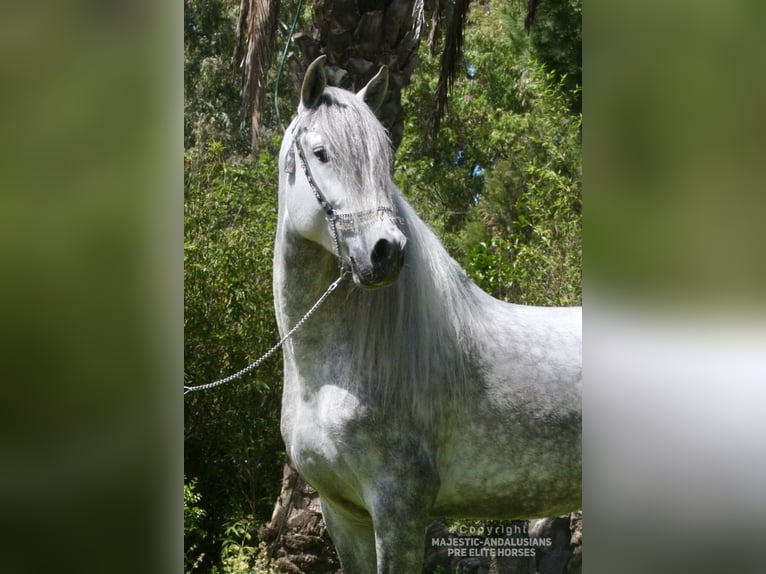 PRE Croisé Étalon 6 Ans 163 cm Gris pommelé in Jerez