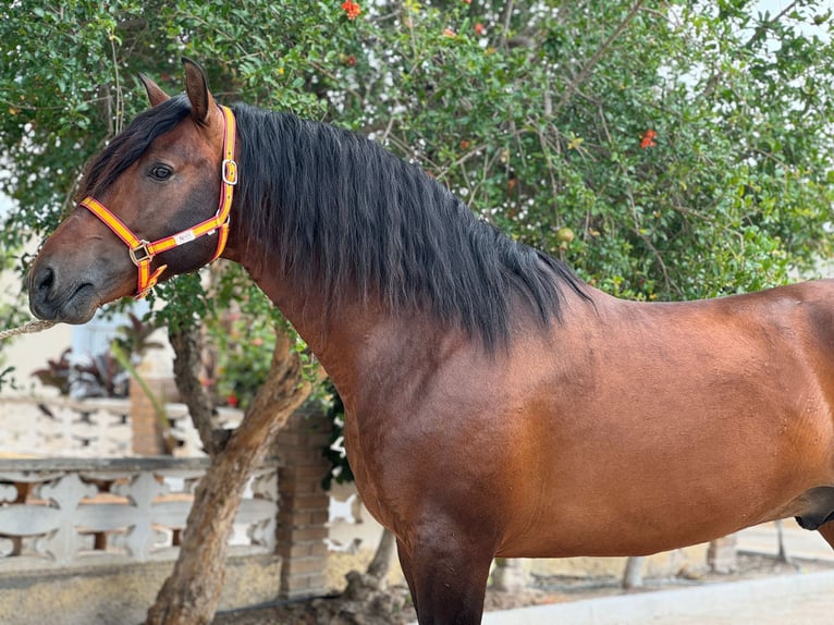 PRE Croisé Étalon 6 Ans 164 cm Bai brun in ALICANTE