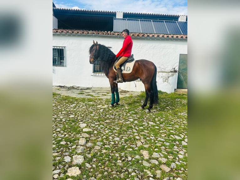 PRE Étalon 6 Ans 164 cm Bai cerise in Caceres