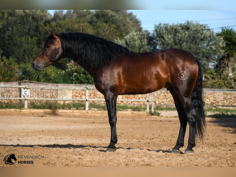 PRE Croisé Étalon 6 Ans 164 cm Bai in Menorca PRE Croisé Étalon 6 Ans 164 cm Bai in Menorca