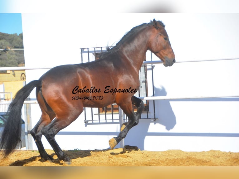 PRE Étalon 6 Ans 164 cm Bai in Vejer de la Frontera