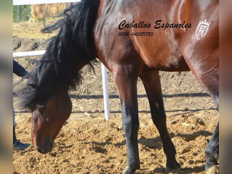 PRE Étalon 6 Ans 164 cm Bai in Vejer de la Frontera