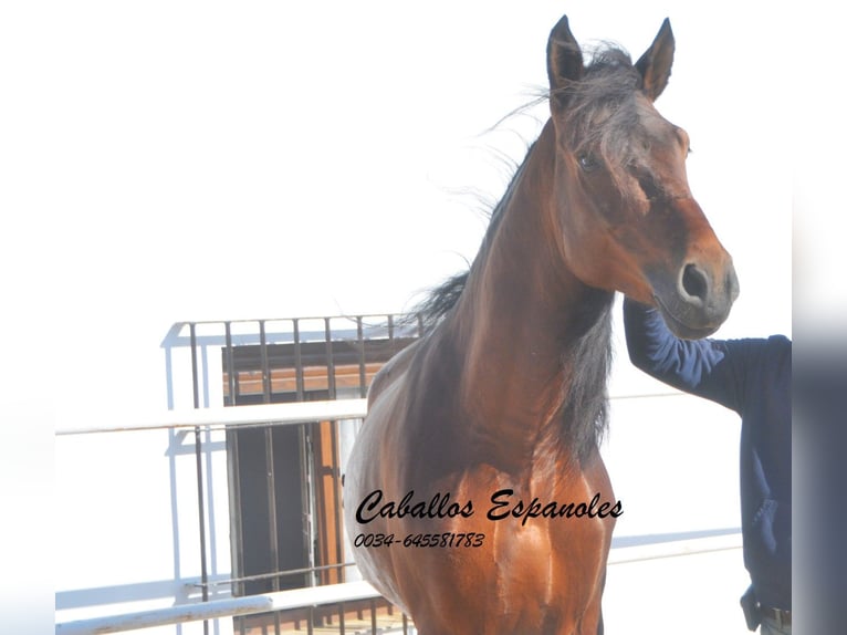 PRE Étalon 6 Ans 164 cm Bai in Vejer de la Frontera