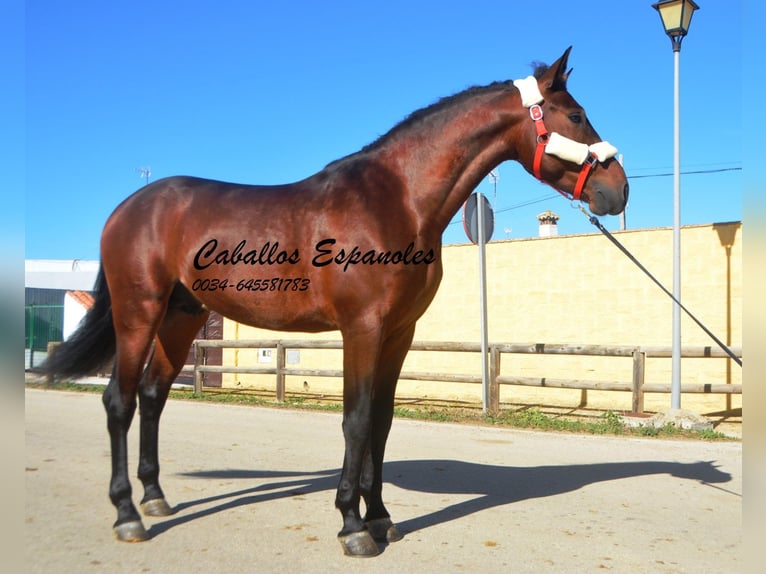 PRE Étalon 6 Ans 164 cm Bai in Vejer de la Frontera