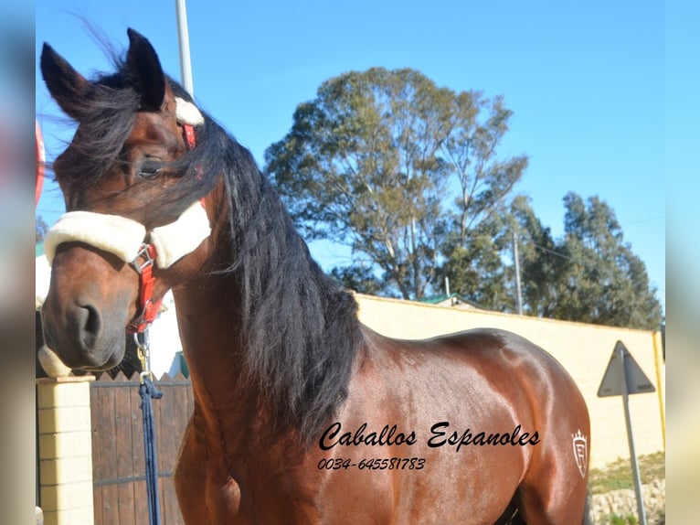 PRE Étalon 6 Ans 164 cm Bai in Vejer de la Frontera