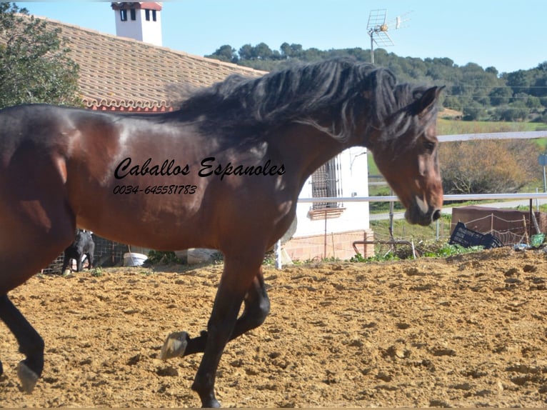 PRE Étalon 6 Ans 164 cm Bai in Vejer de la Frontera