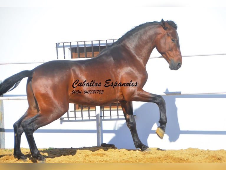 PRE Étalon 6 Ans 164 cm Bai in Vejer de la Frontera