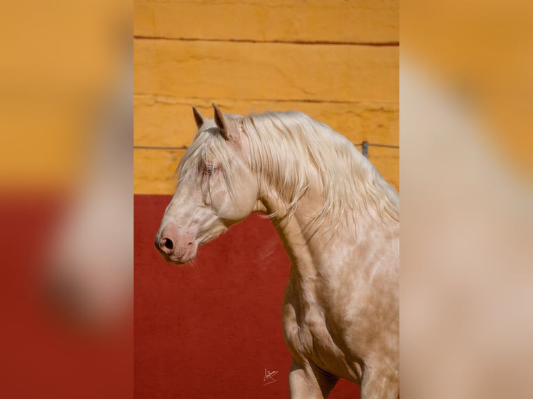 PRE Étalon 6 Ans 164 cm Cremello in Arcos de la Frontera