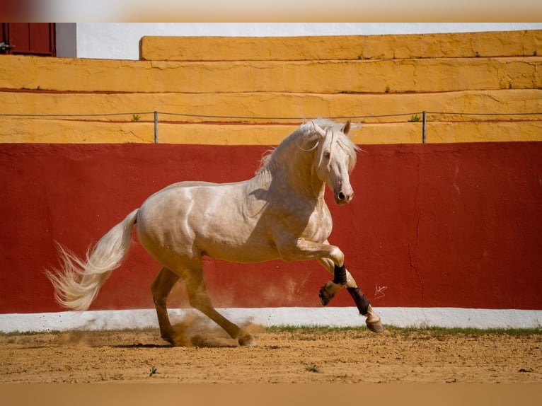 PRE Étalon 6 Ans 164 cm Cremello in Arcos de la Frontera