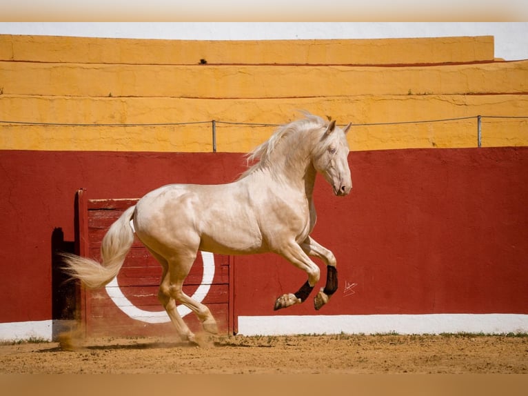 PRE Étalon 6 Ans 164 cm Cremello in Arcos de la Frontera