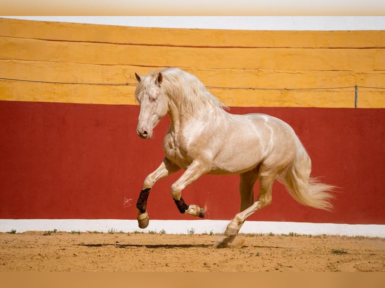 PRE Étalon 6 Ans 164 cm Cremello in Arcos de la Frontera