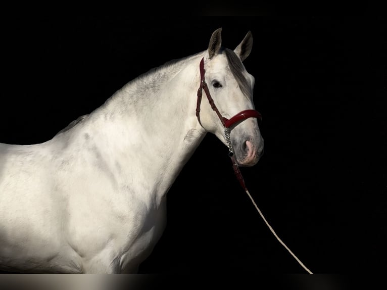 PRE Croisé Étalon 6 Ans 164 cm Gris in Barcelona