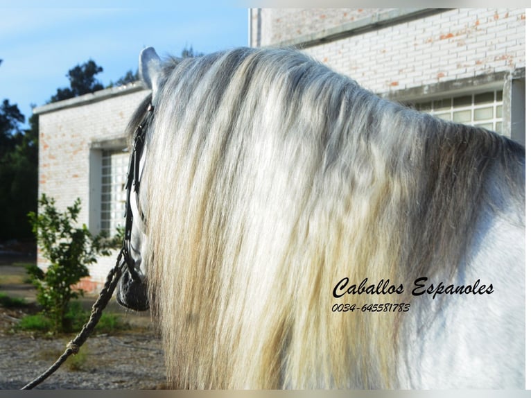 PRE Étalon 6 Ans 164 cm Gris in Vejer de la Frontera