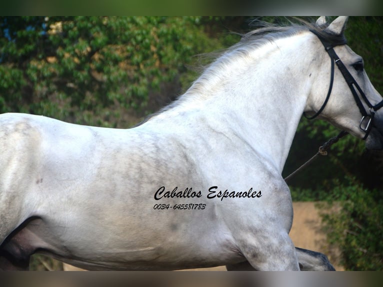 PRE Étalon 6 Ans 164 cm Gris in Vejer de la Frontera