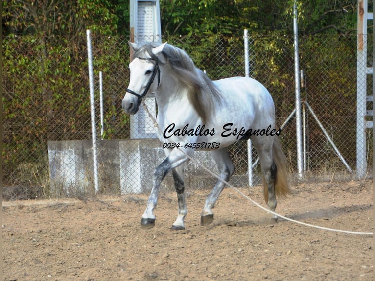 PRE Étalon 6 Ans 164 cm Gris in Vejer de la Frontera