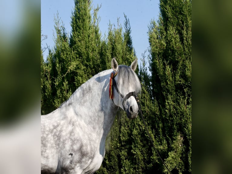 PRE Étalon 6 Ans 164 cm Gris pommelé in Jerez