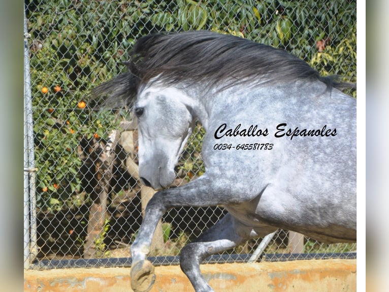 PRE Étalon 6 Ans 164 cm Gris pommelé in Veje de la Frontera