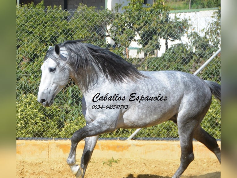 PRE Étalon 6 Ans 164 cm Gris pommelé in Veje de la Frontera