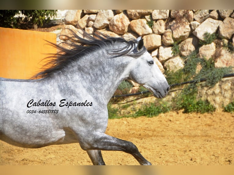 PRE Étalon 6 Ans 164 cm Gris pommelé in Veje de la Frontera