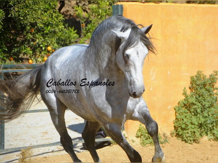 PRE Étalon 6 Ans 164 cm Gris pommelé in Veje de la Frontera