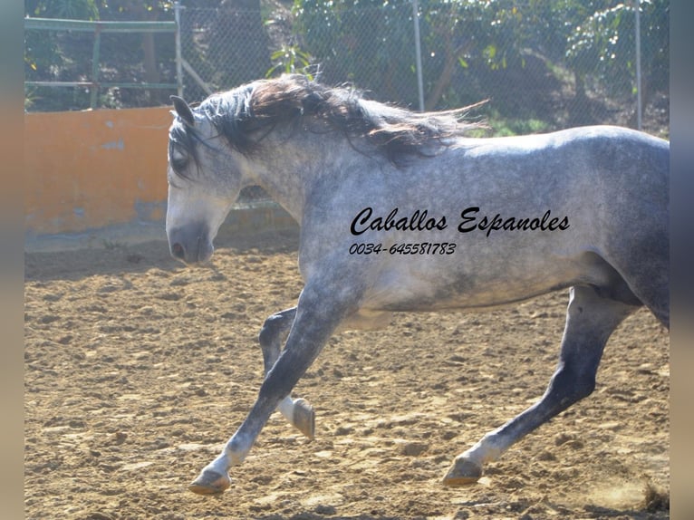 PRE Étalon 6 Ans 164 cm Gris pommelé in Veje de la Frontera