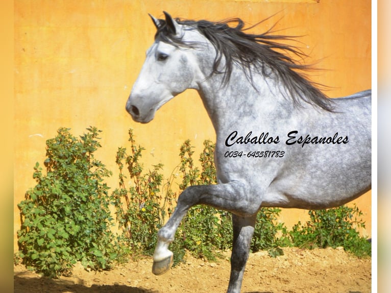 PRE Étalon 6 Ans 164 cm Gris pommelé in Veje de la Frontera