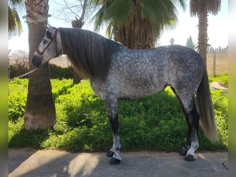 PRE Croisé Étalon 6 Ans 164 cm Gris pommelé in Martfeld