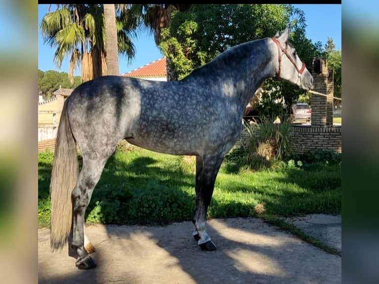 PRE Croisé Étalon 6 Ans 164 cm Gris pommelé in Martfeld