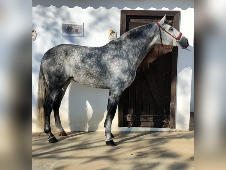 PRE Croisé Étalon 6 Ans 164 cm Gris pommelé in Martfeld