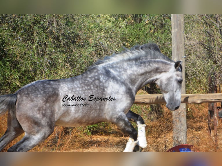 PRE Étalon 6 Ans 164 cm Gris pommelé in Vejer de la Frontera