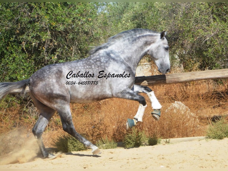 PRE Étalon 6 Ans 164 cm Gris pommelé in Vejer de la Frontera