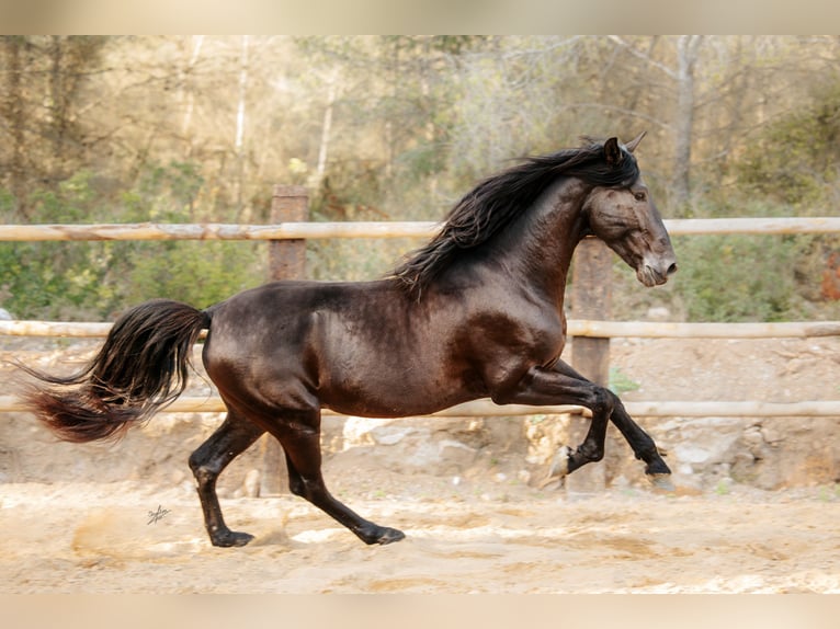 PRE Étalon 6 Ans 164 cm Noir in El Catllar