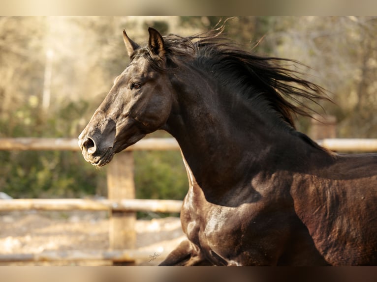 PRE Étalon 6 Ans 164 cm Noir in El Catllar