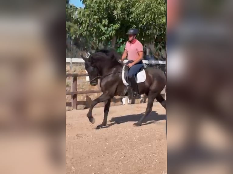 PRE Étalon 6 Ans 164 cm Noir in El Catllar