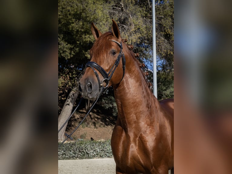 PRE Étalon 6 Ans 165 cm Alezan in Madrid